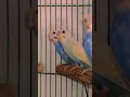 Rainbow budgies