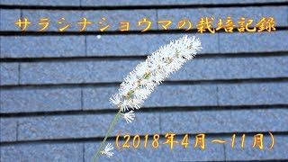 山野草植栽編　サラシナショウマの栽培記録