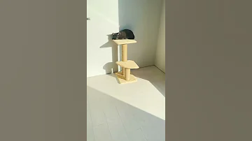 Чем питается камышовый кот Вульф 😸