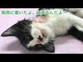 【半身麻痺の子猫】リハビリ頑張ってコスモちゃん歩けるまでの4ヶ月の戦い　＃子猫＃保護猫