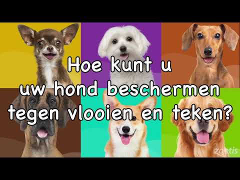 Video: Hoe U Uw Hond Of Kat Kunt Beschermen Tegen Vlooien, Teken En Gerelateerde Infecties