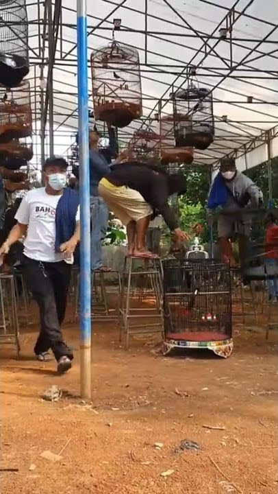 MENEGANGKAN..DETIK² BURUNG MURAI LEPAS SAAT MAU DIGANTANG.. #pandawarbn