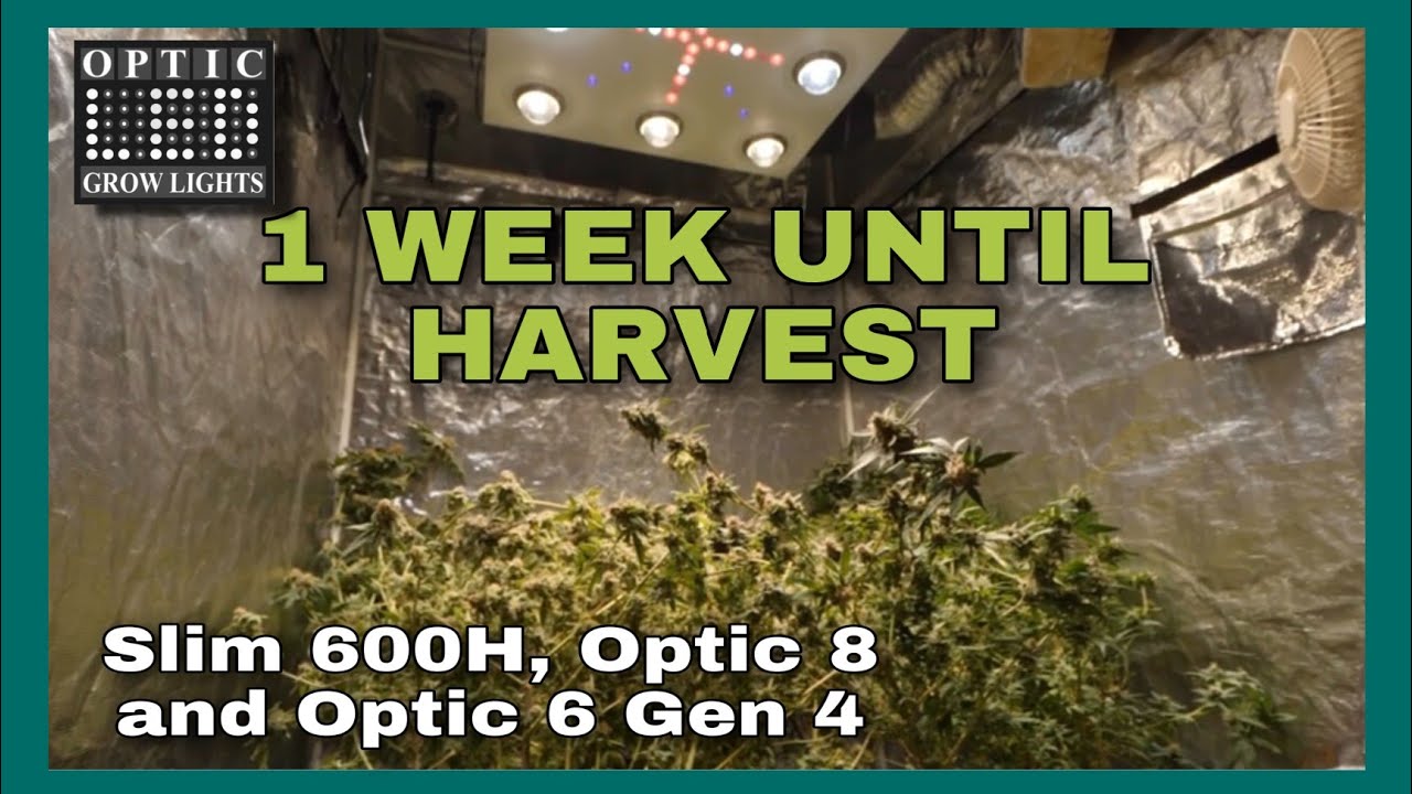 1 Week Until Harvest! Slim 600H, Optic 8 and Optic 6 gen 4