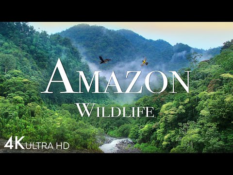 Amazon Wildlife In 4K - Animals That Call The Jungle Home | Amazon Rainforest | Relaxation Film