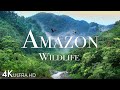 Amazon Wildlife In 4K - Animals That Call The Jungle Home | Amazon Rainforest | Relaxation Film