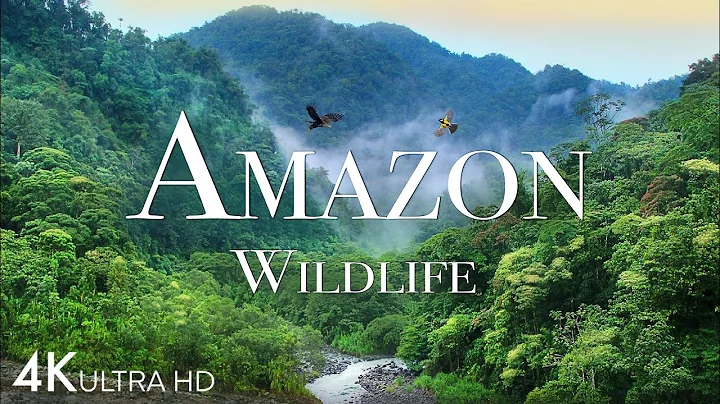 Amazon Wildlife In 4K - Animals That Call The Jungle Home | Amazon Rainforest | Relaxation Film - DayDayNews