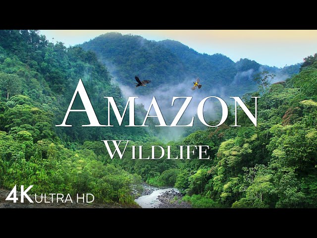 Amazon Wildlife In 4K - Animals That Call The Jungle Home | Amazon Rainforest | Relaxation Film class=
