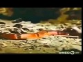 Most Amazing Wild Animal Attacks Mongoose Vs Cobra Snake Part 1 Cobra Attack A Frog Part 1 Most Amazing Wild Animal Attacks Mongoose Vs Cobra Snake Part 1 Cobra Attack A Frog Part 1
