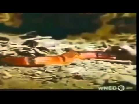 Most Amazing Wild Animal Attacks Mongoose Vs Cobra Snake Part 1 Cobra Attack A Frog Part 1
