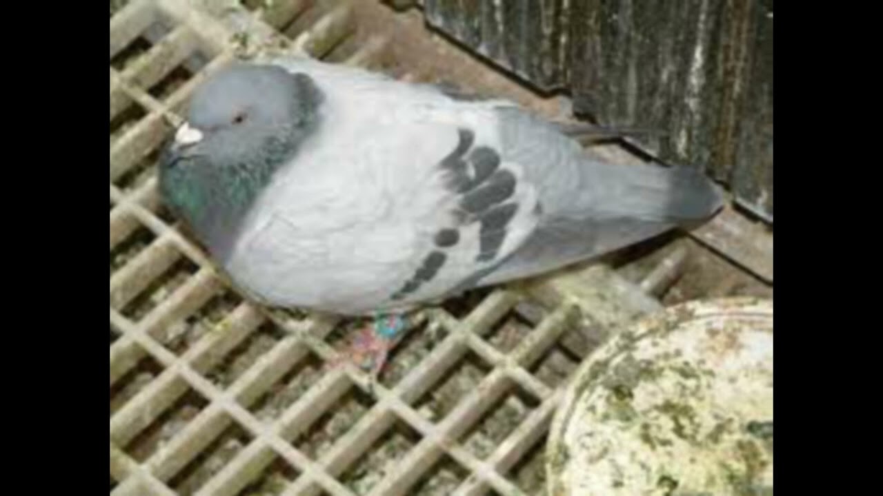 rotovirus in racing pigeons yb sickness