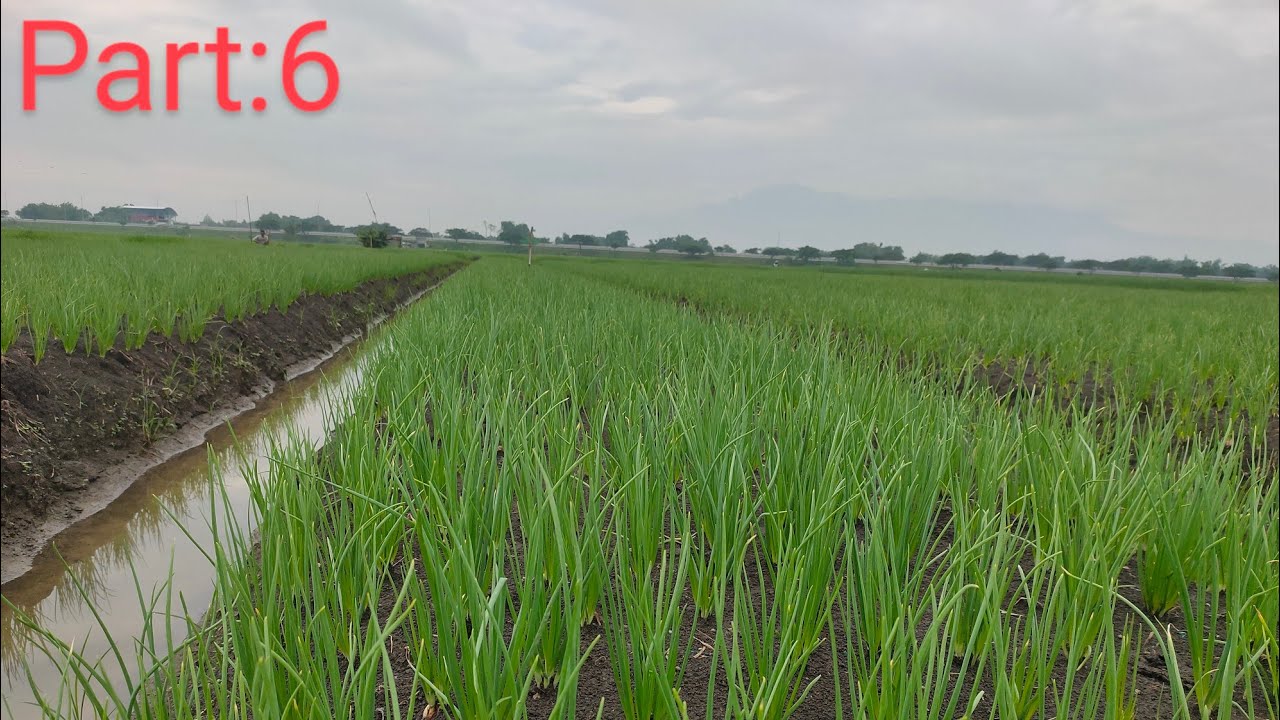 BAWANG MERAH UMUR 17 HARI PENGOBATAN FUNGISIDA KE-2, MUSIM PENGHUJAN