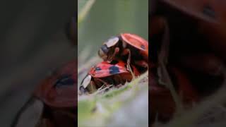 Download Lagu ampun cinta #viral #kepik  #hewan #hewanlucu #hewanunik #hewanpeliharaan MP3