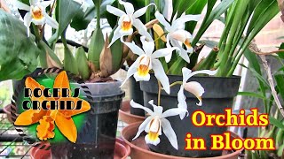 Everything in Bud, Spike or Bloom (Feb. 2026)