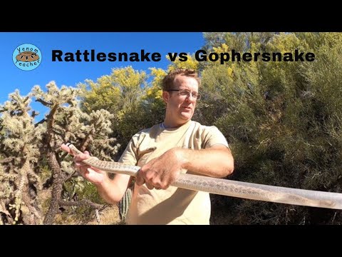 Rattlesnake vs  Gophersnake