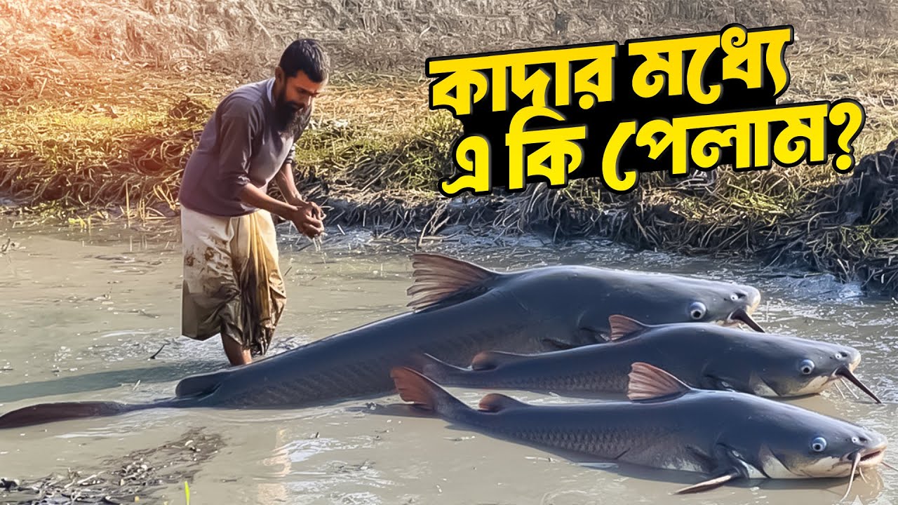 কাদার ভেতর লুকিয়ে ছিল বড় বড় বোয়াল মাছ | Big Fish Hunting | Traditional Fishing | Sundarban Fishing