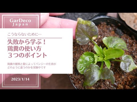 私の菜園で始めた鶏糞肥料の安全な使い方：3ヶ月熟成のコツ
