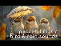 Peaceful Relaxing Piano with Birds and Rain 🌿 The Perfect Soundscape for Deep Focus and Calm