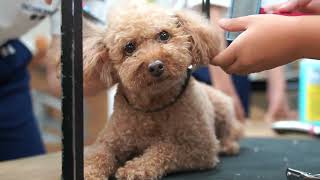 ペットホテル パピーパーティ 犬の保育園(dog nursery)｜DOG DIAMOND ...