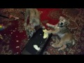 Naughtiest puppies ever eating my sofa yet still so cute Naughtiest puppies ever eating my sofa yet still so cute