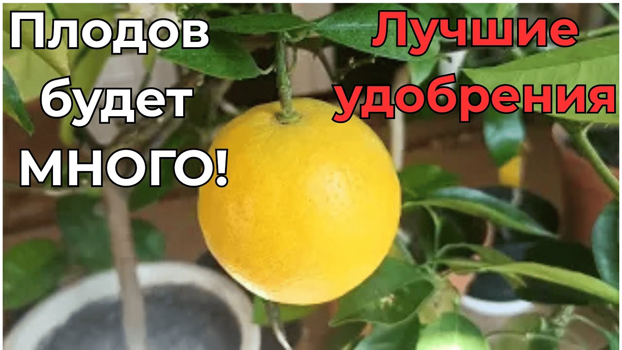 Лучшие удобрения для лимона и других цитрусовых: как и чем  подкормить для обильного плодоношения!