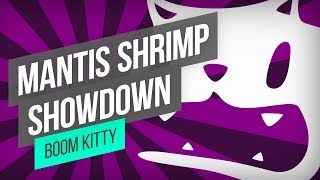 Miniatura de vídeo de "Boom Kitty - Mantis Shrimp Showdown"