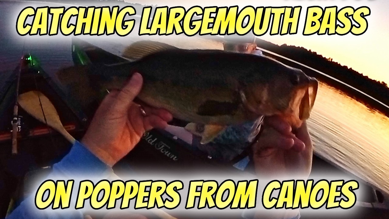 Catching Largemouth Bass on Poppers from Canoes | Rapala Skitter Pop MADNESS!