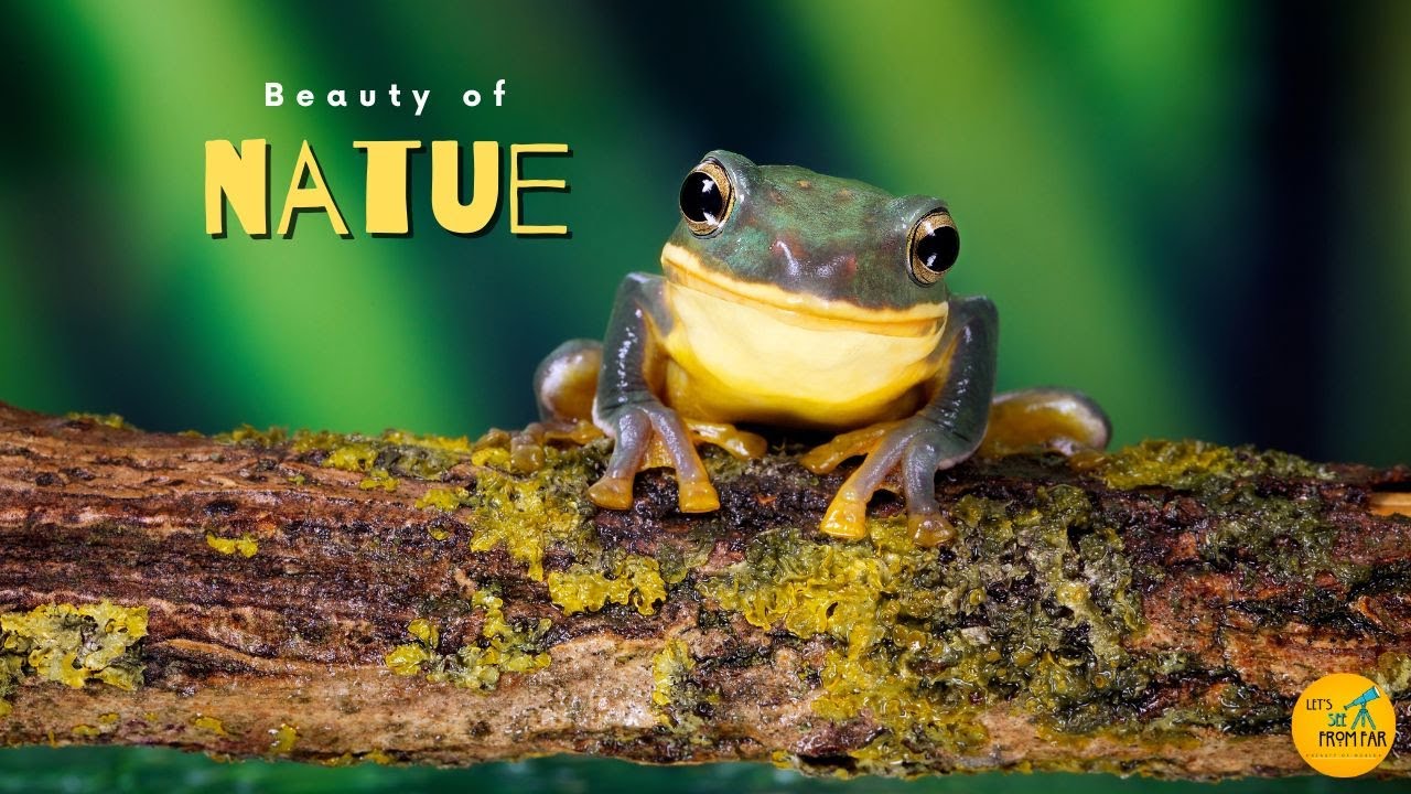 Cute Water Animals 8K(60FPS) Ultra HD - Scene Film with Beautiful Sound 