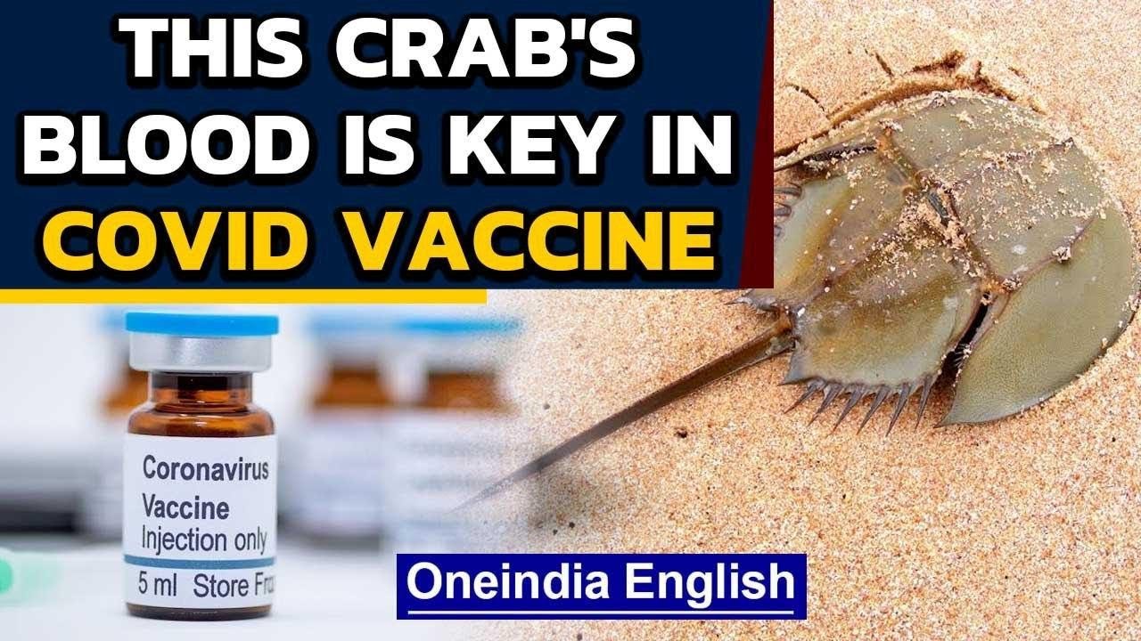 Horseshoe crab blood is used in vaccines This is why