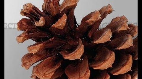 Module 1: Introduction - Conifer Translational Genomics Network