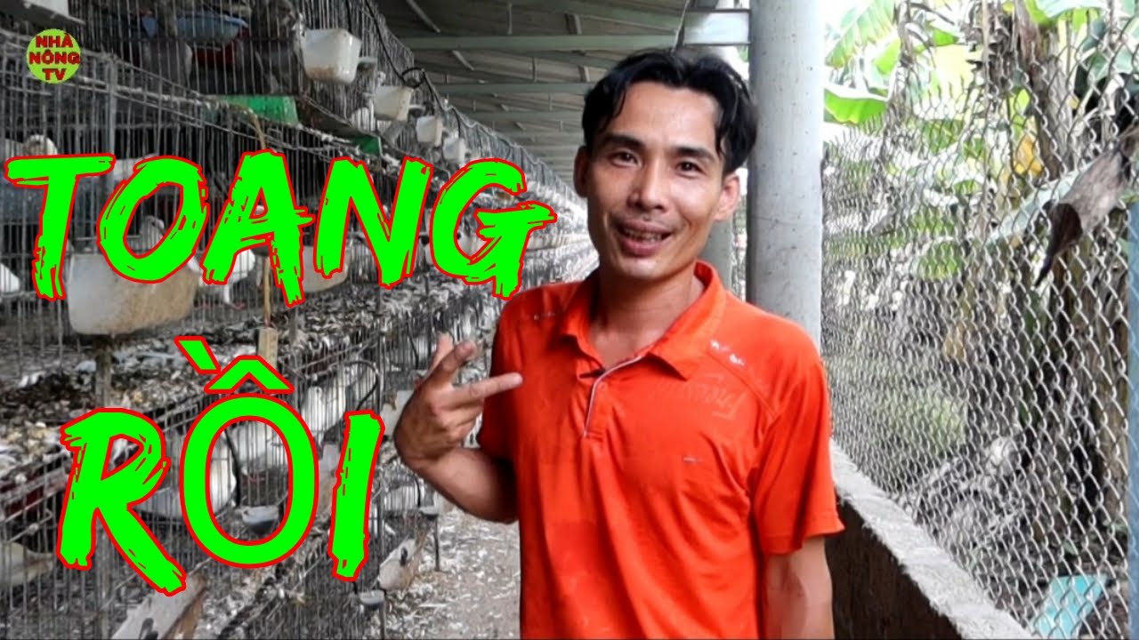 NGUY CƠ PHÁ SẢN.TRẠI BỒ CÂU LỚN NHẤT VIỆT NAM.QUANG TÙNG