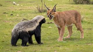 Lethal Battle -- Honey Badger Vs Caracal Faceoff... Fight To The Death.