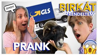 PRANK - RENDELTEM *2 BIRKÁT* ONLINE 🐏 (nem clickbait) I WhisperTon