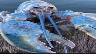 blue_lobster.mov