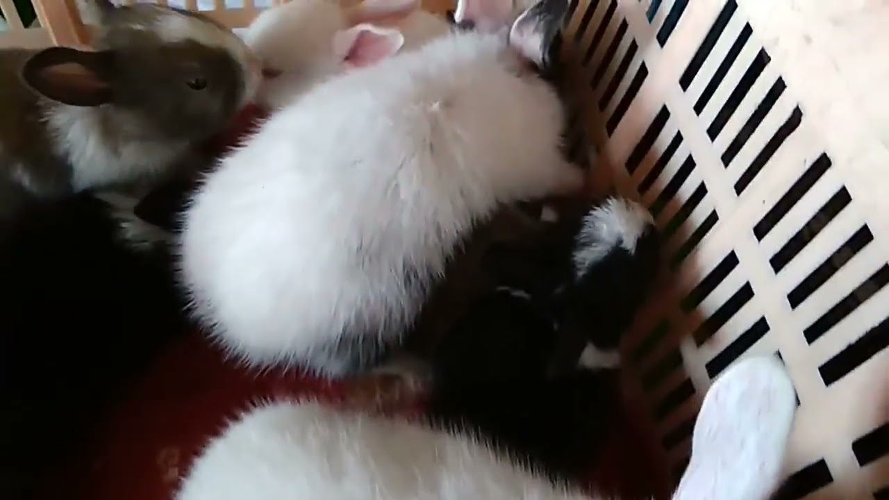 one month old bunny... 