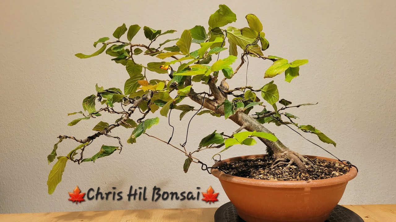Bonsai Parrotia Persica 'Vanessa'