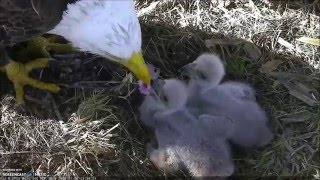 Aef Ne Florida Eagles 4012016 1247  Juliet Feeds The Eaglets