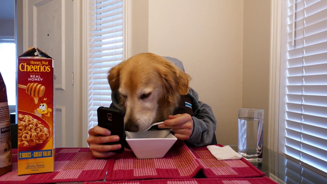 can a dog eat honey nut cheerios