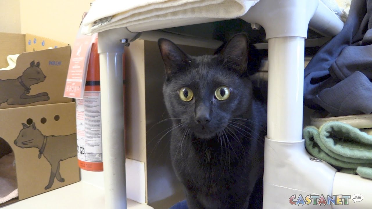 pets of the week YouTube