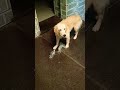 Vo chillate hai to chillane do😅 #shorts #shortsfeed #viral #dog #animals #tiger #funny #minivlog