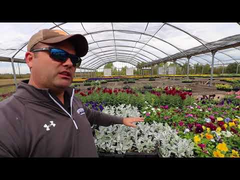 Video: Dusty Miller Plant: Sfaturi pentru îngrijirea Dusty Miller