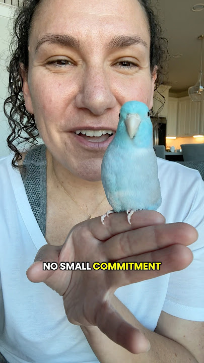 Meet Talon, my 1 yo parrotlet 🩵 #parrotlet #parrot #bird