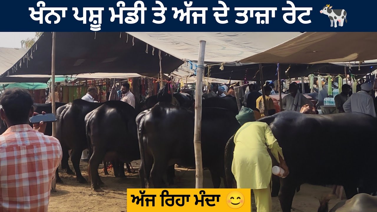 ਖੰਨਾ ਪਸ਼ੂ ਮੰਡੀ ।। Khanna Pashu mandi today।। #buffalo #cow