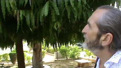 Дерево ним,его использование