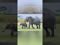 Elephant's memory - strongest on the planet! #learnhappilyyyy #WildlifeShorts #NatureFacts