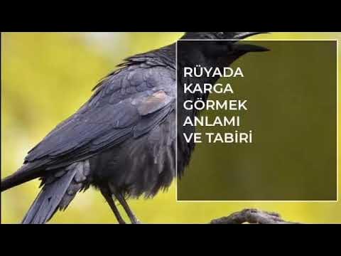 Rüyada Karga Görmek Ne Anlama Gelir? Rüya Tabirleri - YouTube