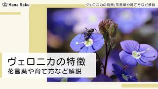 ヴェロニカとはどんな花 特徴と種類 花言葉 育て方を紹介 Hanasaku