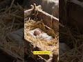 El Primer Pesebre: Cuando la Naturaleza fue la Cuna