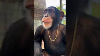 Limbani The Chimpanzee Is A Certified Heartthrob