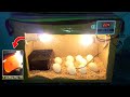 DIY Cardboard box egg incubator | DAY-04 | Candling Eggs | Birds Palace