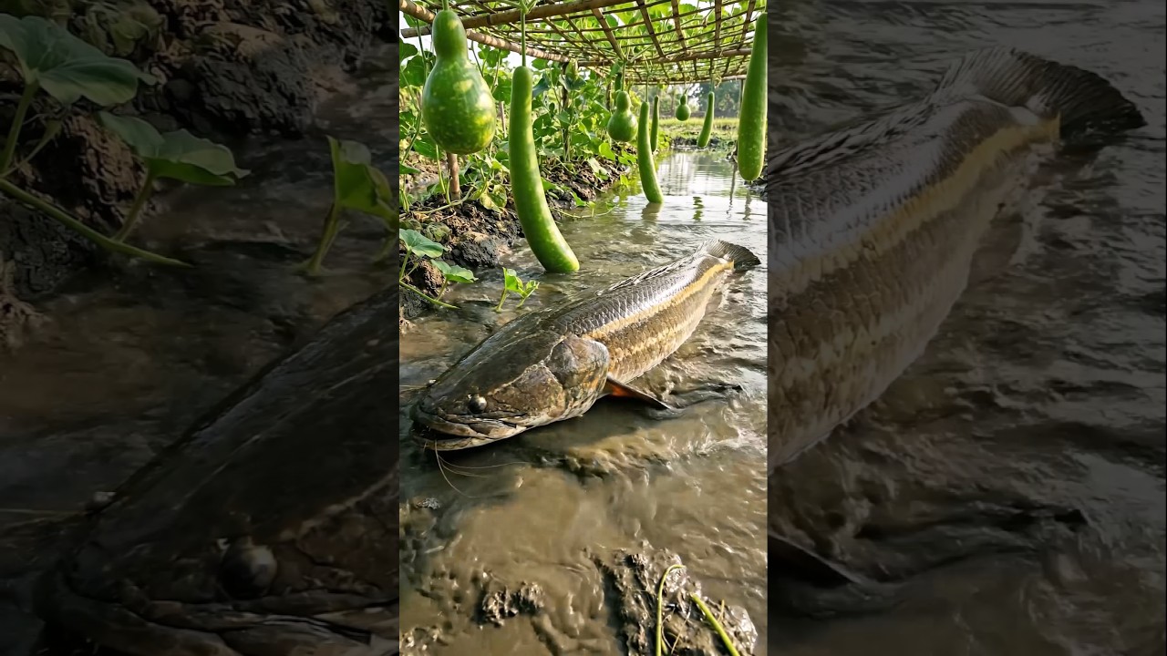 Wow! Amazing Polo Fishing Videos ! Best Big Fish Catching ! Primitive Technique fishing 